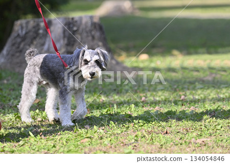 遛迷你雪納瑞貴賓犬 134054846