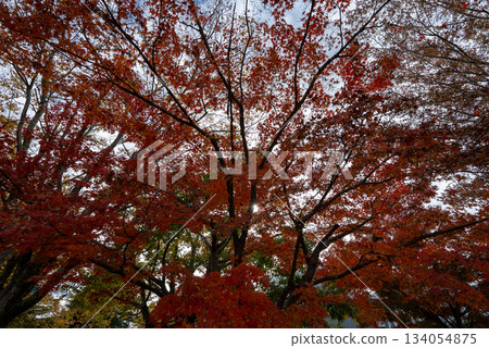Bright red autumn leaves Bright red autumn leaves 134054875