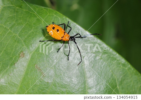 Living creatures, insects, two-striped stink bug, larva. Small wing buds are visible, so it is a middle-stage larva. 134054915