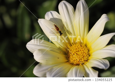 A small stag beetle and a tiny ant resting on a pale yellow gazania flower blooming in an autumn garden 134055225