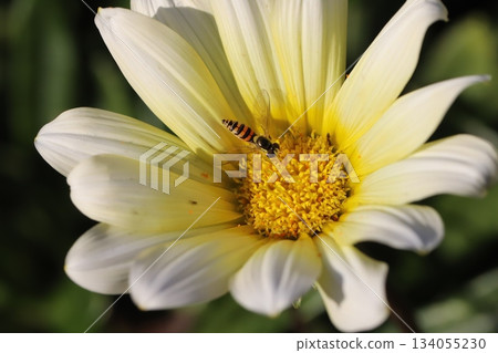 A small stag beetle and a tiny ant resting on a pale yellow gazania flower blooming in an autumn garden A small stag beetle and a tiny ant resting on a pale yellow gazania flower blooming in an autumn garden 134055230