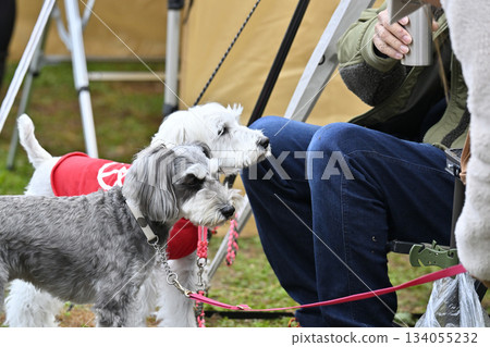 和心愛的兩隻迷你雪納瑞犬一起露營，多犬飼養 134055232