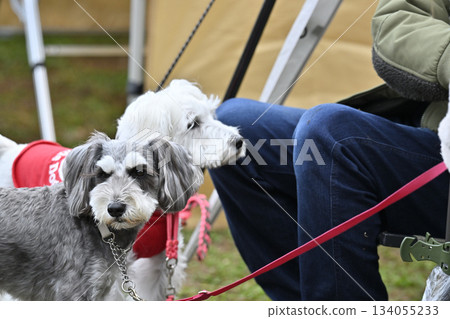 和心愛的兩隻迷你雪納瑞犬一起露營,多犬飼養 和心愛的兩隻迷你雪納瑞犬一起露營,多犬飼養 134055233