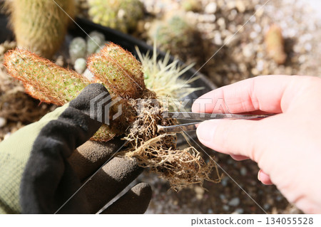 How to make a cactus planting 134055528
