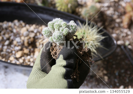 How to make a cactus planting 134055529