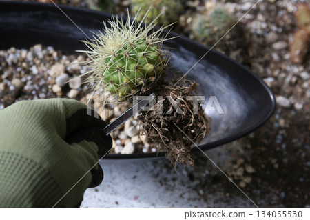 How to make a cactus planting 134055530