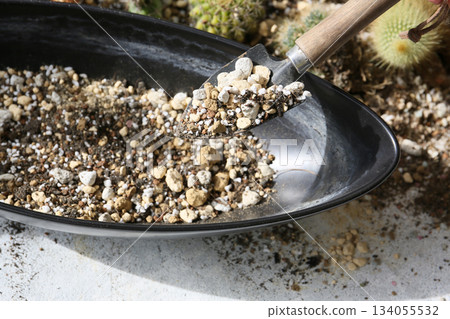 How to make a cactus planting 134055532