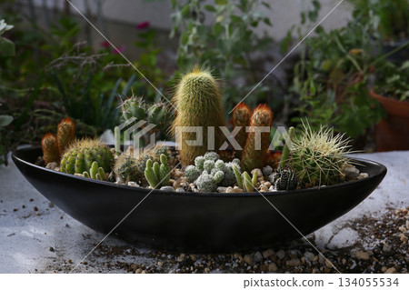 How to make a cactus planting 134055534