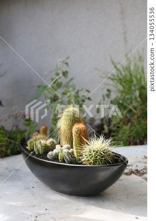 How to make a cactus planting 134055536