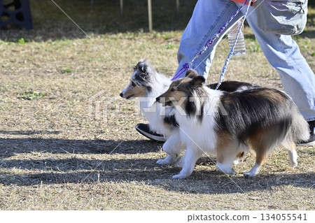 A woman walking with two Shelties A woman walking with two Shelties 134055541