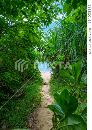 A view of a path on Ishigaki Island that leads through a green tunnel to the blue sea A view of a path on Ishigaki Island that leads through a green tunnel to the blue sea 134055581