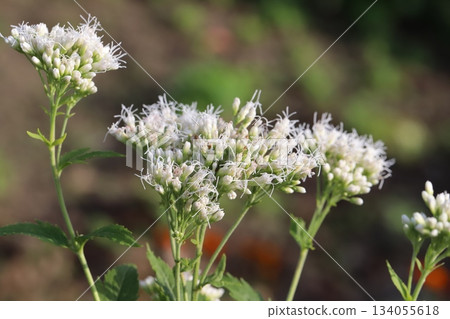 White Eupatorium flowers blooming in an autumn garden 134055618