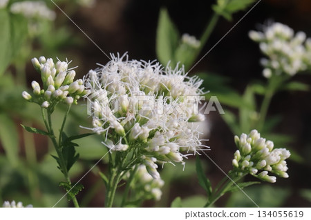 White Eupatorium flowers blooming in an autumn garden White Eupatorium flowers blooming in an autumn garden 134055619