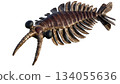 Anomalocaris 134055636