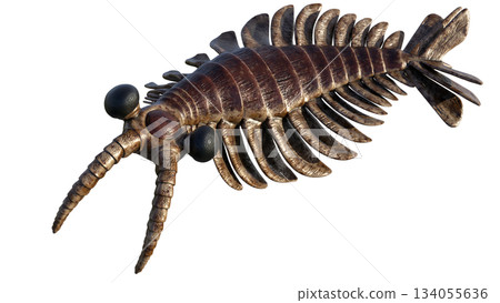 Anomalocaris Anomalocaris 134055636