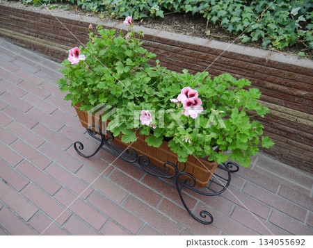 Pelargonia planter 134055692