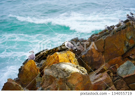Seagulls sits on the rock, East sea. South Korea 134055719