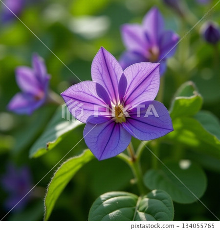 AI generated Radiant purple flowers resembling stars thriving in bustling outdoor spring 134055765