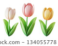 Elegant 3D Pink, yellow and white Tulips Collection. Set of Flower for present, Easter, spring design, women's day. 3d rendering 134055778