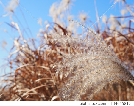 欣賞日本蒲葦草的美。非常適合用作文字背景。感受蒲葦草蓬鬆的質感。 134055812