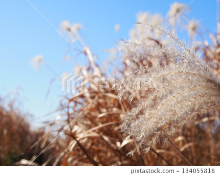 欣賞日本蒲葦草的美。非常適合用作文字背景。感受蒲葦草蓬鬆的質感。 134055818