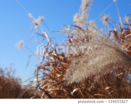 欣賞日本蒲葦草的美。非常適合用作文字背景。感受蒲葦草蓬鬆的質感。 134055827