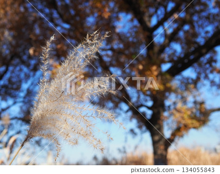 Enjoy the beauty of the Japanese pampas grass. Perfect for copy space. Feel the fluffy texture of the grass. Enjoy the beauty of the Japanese pampas grass. Perfect for copy space. Feel the fluffy texture of the grass. 134055843
