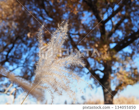 Enjoy the beauty of the Japanese pampas grass. Perfect for copy space. Feel the fluffy texture of the grass. Enjoy the beauty of the Japanese pampas grass. Perfect for copy space. Feel the fluffy texture of the grass. 134055850