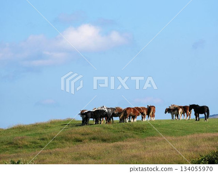 Herd of horses at a ranch on Mount Aso (Kumamoto Prefecture) Herd of horses at a ranch on Mount Aso (Kumamoto Prefecture) 134055970