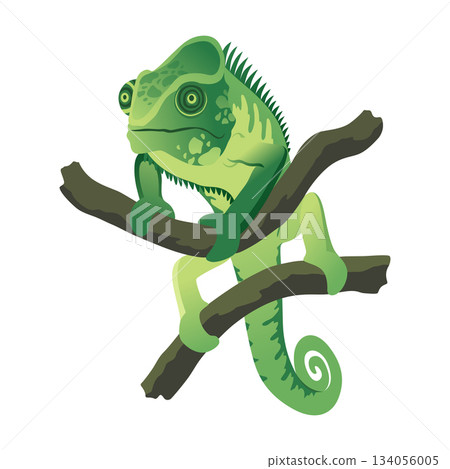 Chameleon lizard. Reptiles with curved tail and camouflage skin, tropical wildlife. Vector exotic animal illustration 134056005