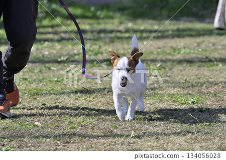 傑克羅素梗犬散步 134056028