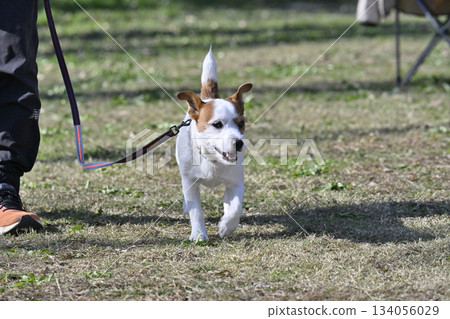 Jack Russell Terrier on a walk Jack Russell Terrier on a walk 134056029