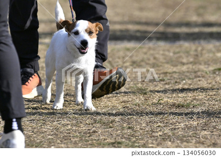 Jack Russell Terrier on a walk Jack Russell Terrier on a walk 134056030