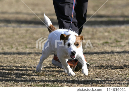 傑克羅素梗犬散步 傑克羅素梗犬散步 134056031