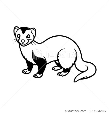 Cute ferret vector illustration isolated on white background outline style Cute ferret vector illustration isolated on white background outline style 134056407