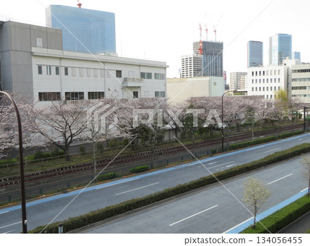 Row of cherry trees Row of cherry trees 134056455