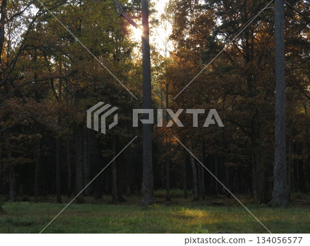 Golden rays of sunlight filtering through tree canopies, on an Autumn evening. Stunning Forest Scenic Fall Landscape Background 134056577