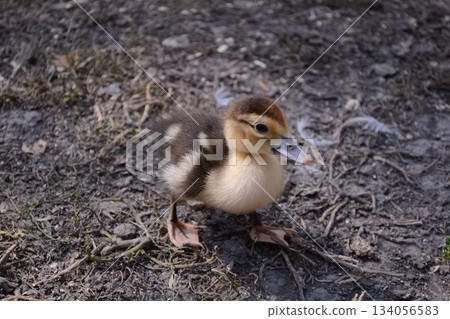 One little newborn fluffy duckling outdoors. Cute Young duck. Nice small bird close-up One little newborn fluffy duckling outdoors. Cute Young duck. Nice small bird close-up 134056583