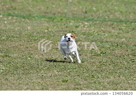 A lively Jack Russell Terrier playing in a dog run A lively Jack Russell Terrier playing in a dog run 134056620