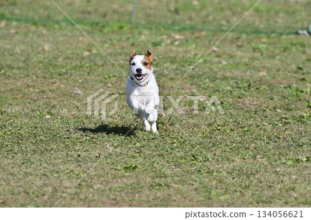 A lively Jack Russell Terrier playing in a dog run A lively Jack Russell Terrier playing in a dog run 134056621