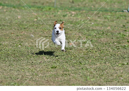 A lively Jack Russell Terrier playing in a dog run A lively Jack Russell Terrier playing in a dog run 134056622