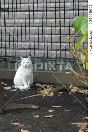 2013年夏天：公園裡的一隻本地貓，白色皮膚，藍色眼睛。 134056691