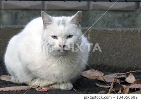 Summer 2013: A local cat in the park, white with blue eyes. Summer 2013: A local cat in the park, white with blue eyes. 134056692