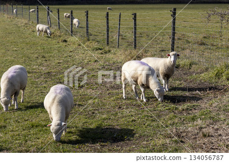 Animal material sheep Animal material sheep 134056787