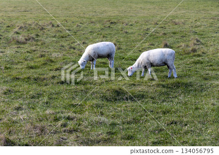 動物材料綿羊 動物材料綿羊 134056795