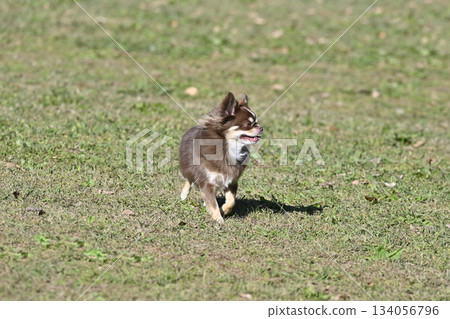 A long-haired Chihuahua (Chocolate Tan) playing in a dog run A long-haired Chihuahua (Chocolate Tan) playing in a dog run 134056796