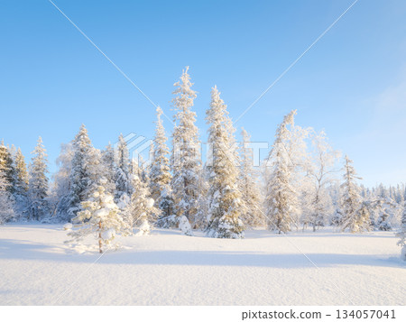 Winter landscape in the forest. Snowdrifts and fluffy snow. Trees covered with snow. Winter landscape in the forest. Snowdrifts and fluffy snow. Trees covered with snow. 134057041