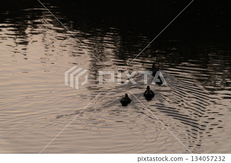 Silhouettes of ducks swimming on the water at sunrise Silhouettes of ducks swimming on the water at sunrise 134057232