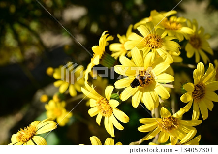 Evergreen perennial plant of the Asteraceae family 134057301