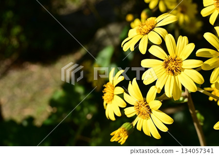 Evergreen perennial plant of the Asteraceae family 134057341